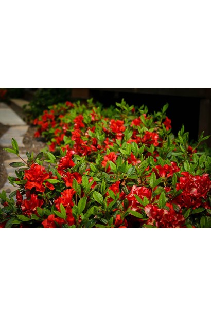 Рододендрон Анкор Отм Фаєр